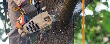 Reliable Oconto Falls, WI Tree Removal Services Solutions