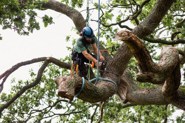 Best Tree and Shrub Care  in Oconto Falls, WI