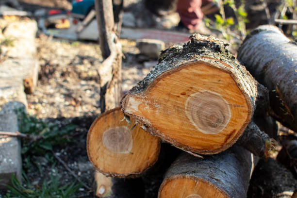 How Our Tree Care Process Works  in  Oconto Falls, WI