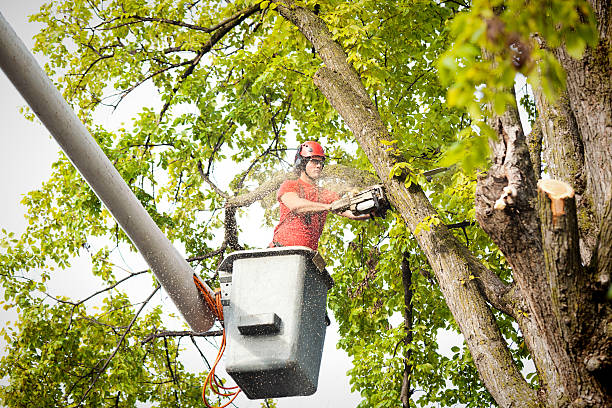 Best Tree Risk Assessment  in Oconto Falls, WI